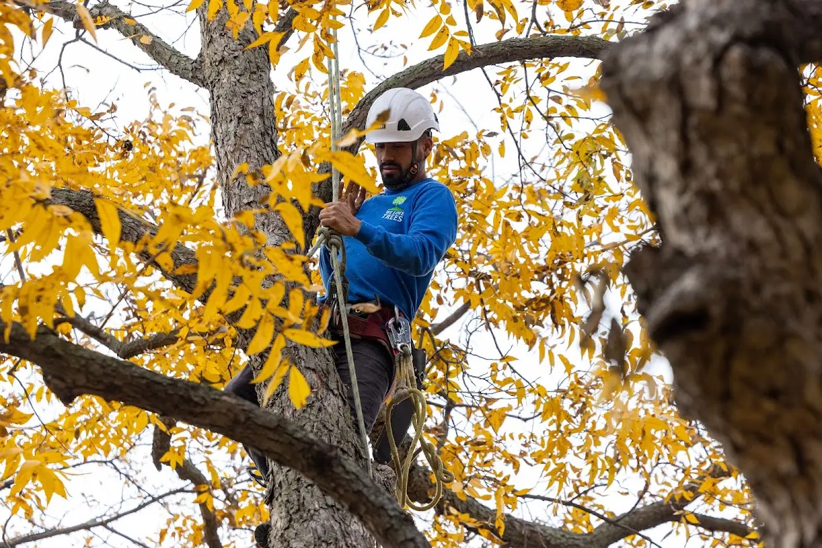 Skilled Tree Pruning crew working in West Lafayette